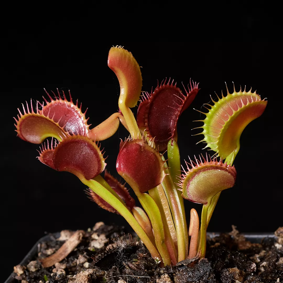 Dionaea muscipula ‘Thundercat’
