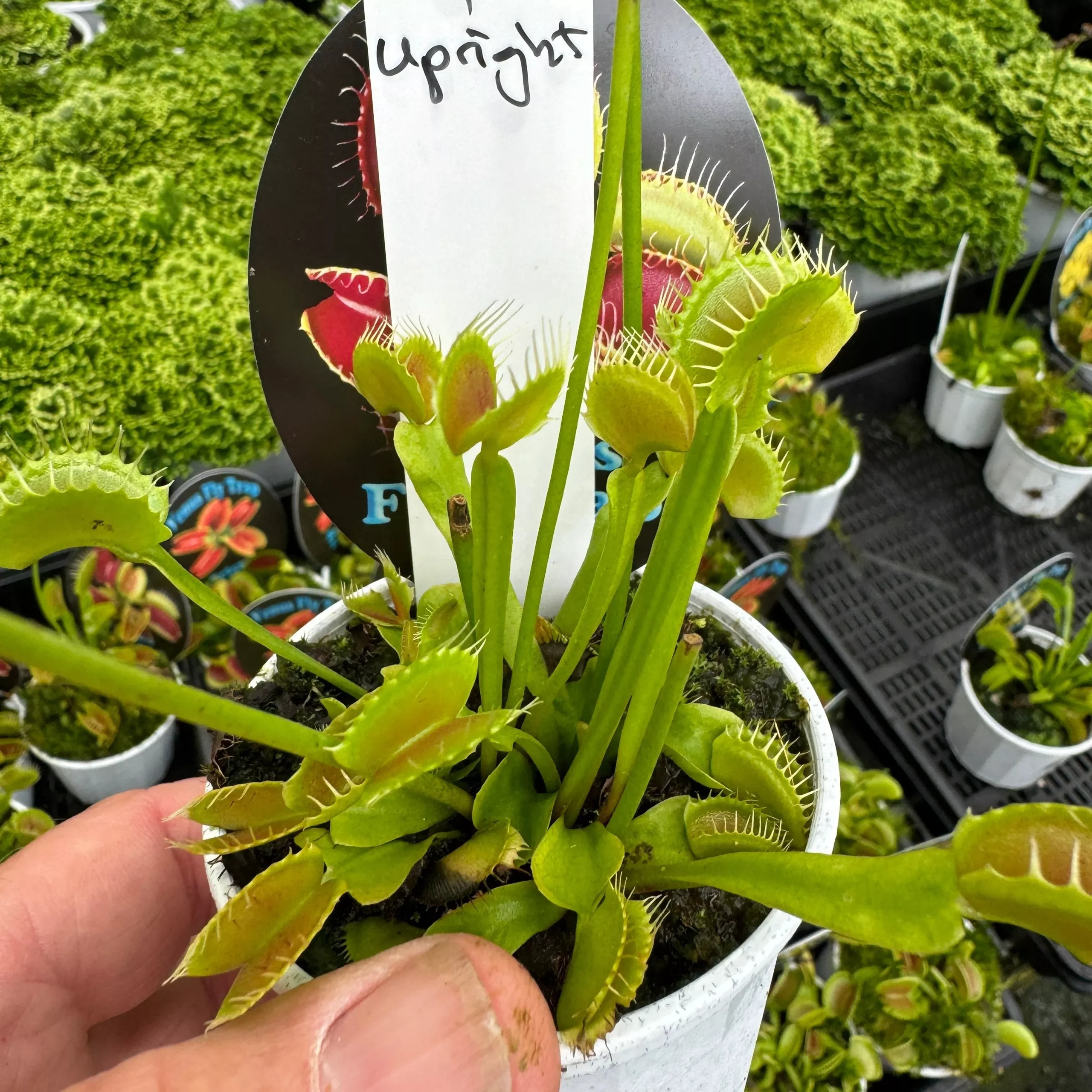 Dionaea muscipula ‘Upright’ – Venus Fly Trap