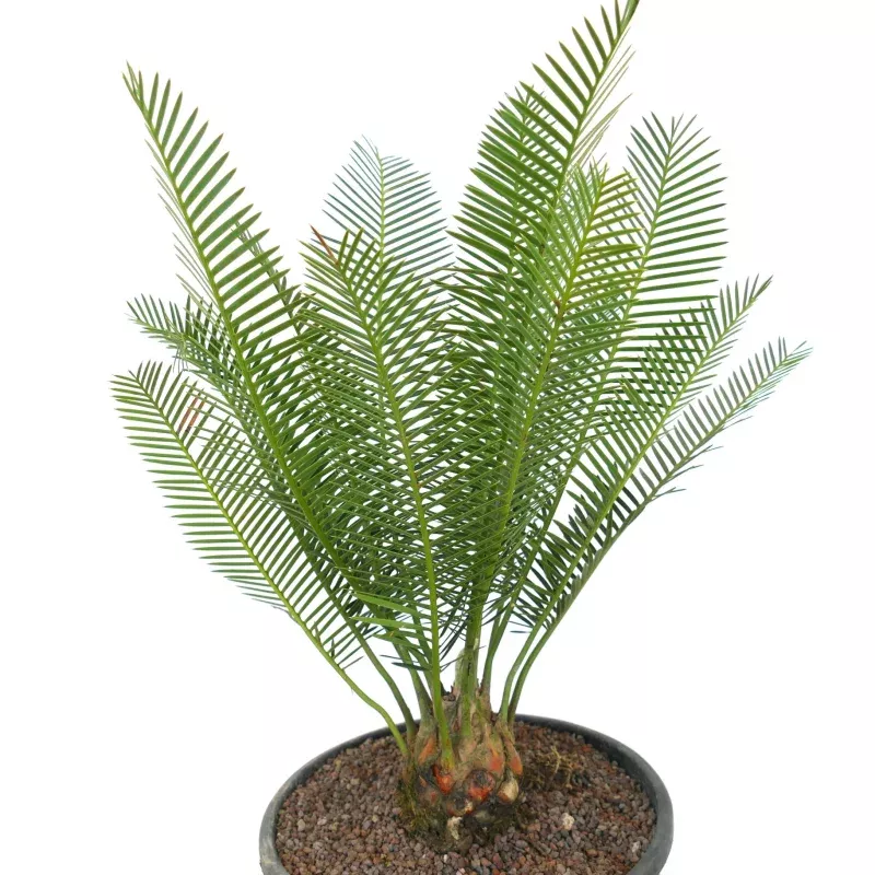 Dioon angustifolium 10x9cm CAUDEX