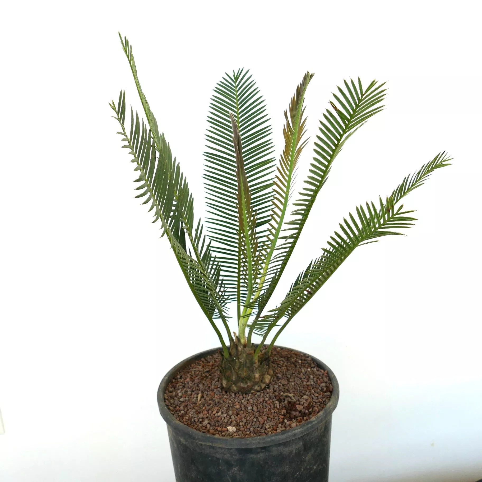 Dioon anustifolium 8x8cm CAUDEX