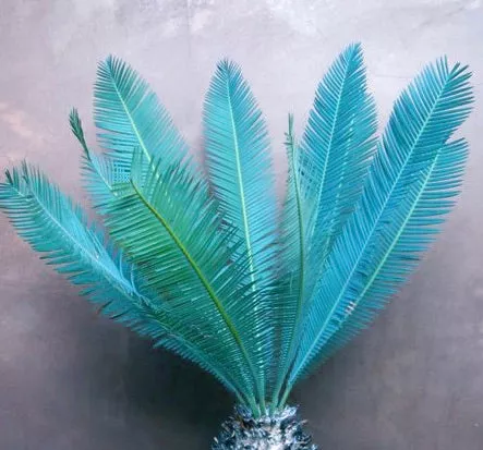 Dioon edule ‘Queretaro Blue’ SEEDS
