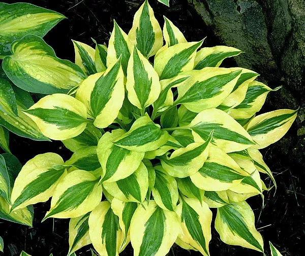 The Diplomat Hosta