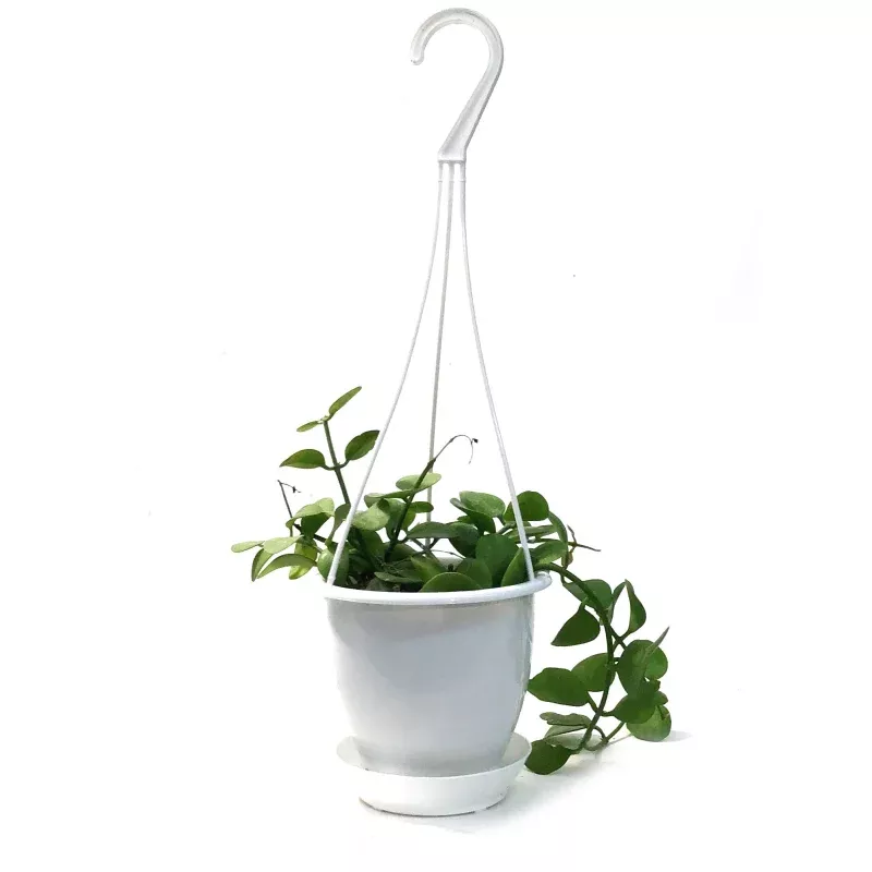 Dischidia, 4.5in HB, Gren Apple