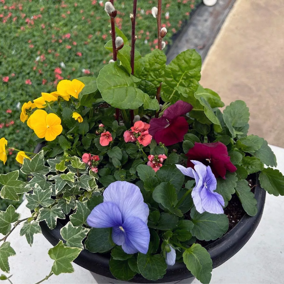 Do It Yourself (DIY) Planter Subscription Kit – Small (12″-14″) | Full Sun