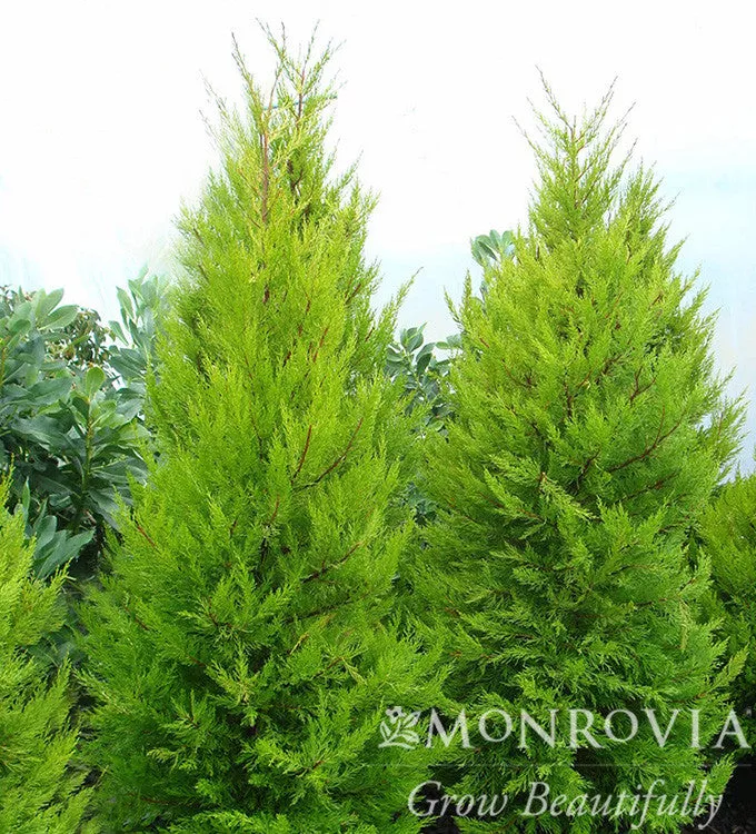 Donard Gold Monterey Cypress - Monrovia