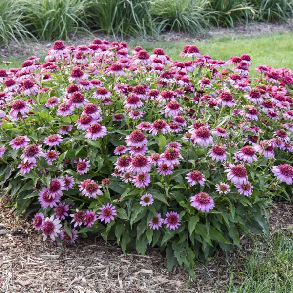 Double Coded Echinacea 'Everything's Rosy' | Proven Winners