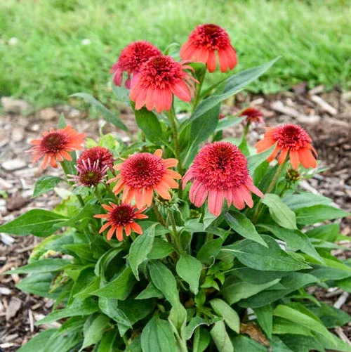 Double Dipped Jamberry Coneflower