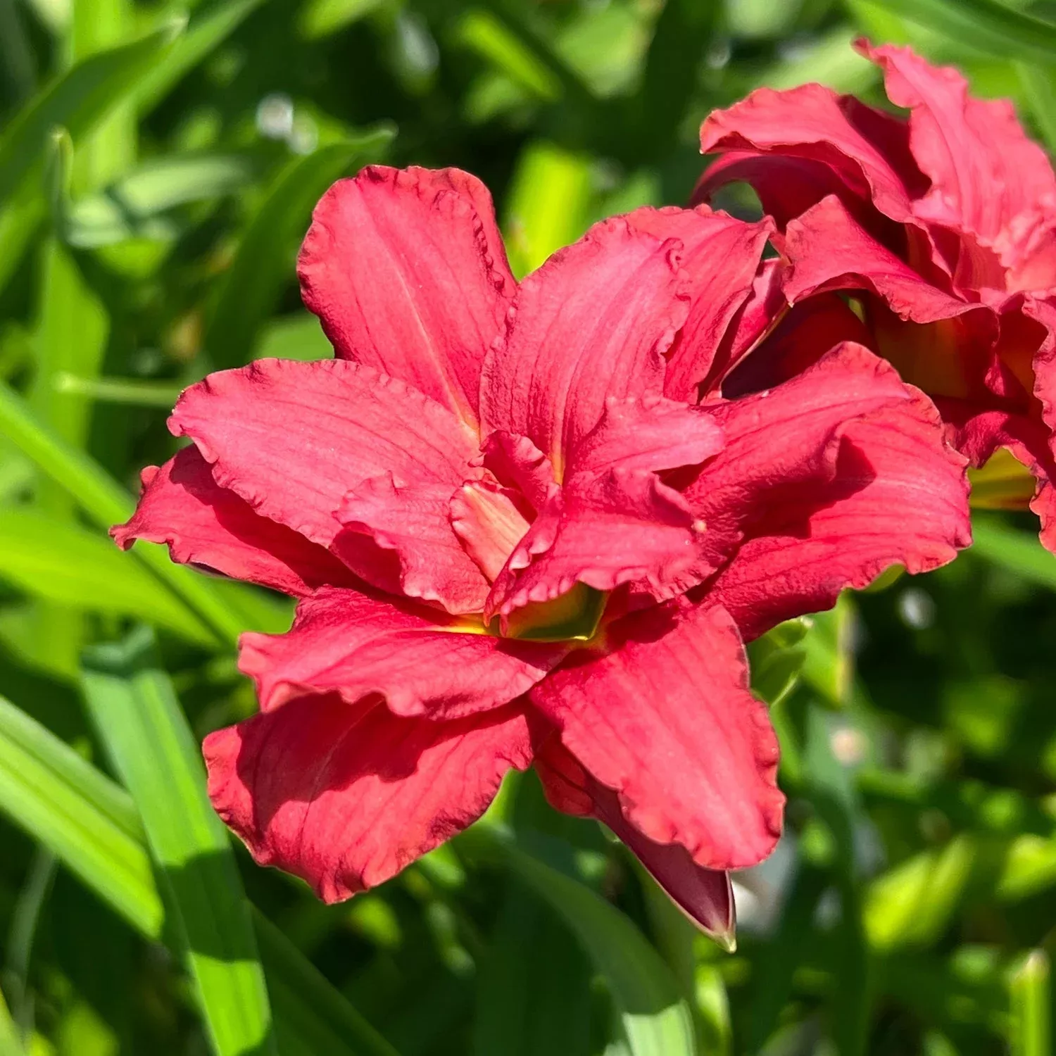 ‘Double Pardon Me’ Daylily (Hemerocallis)