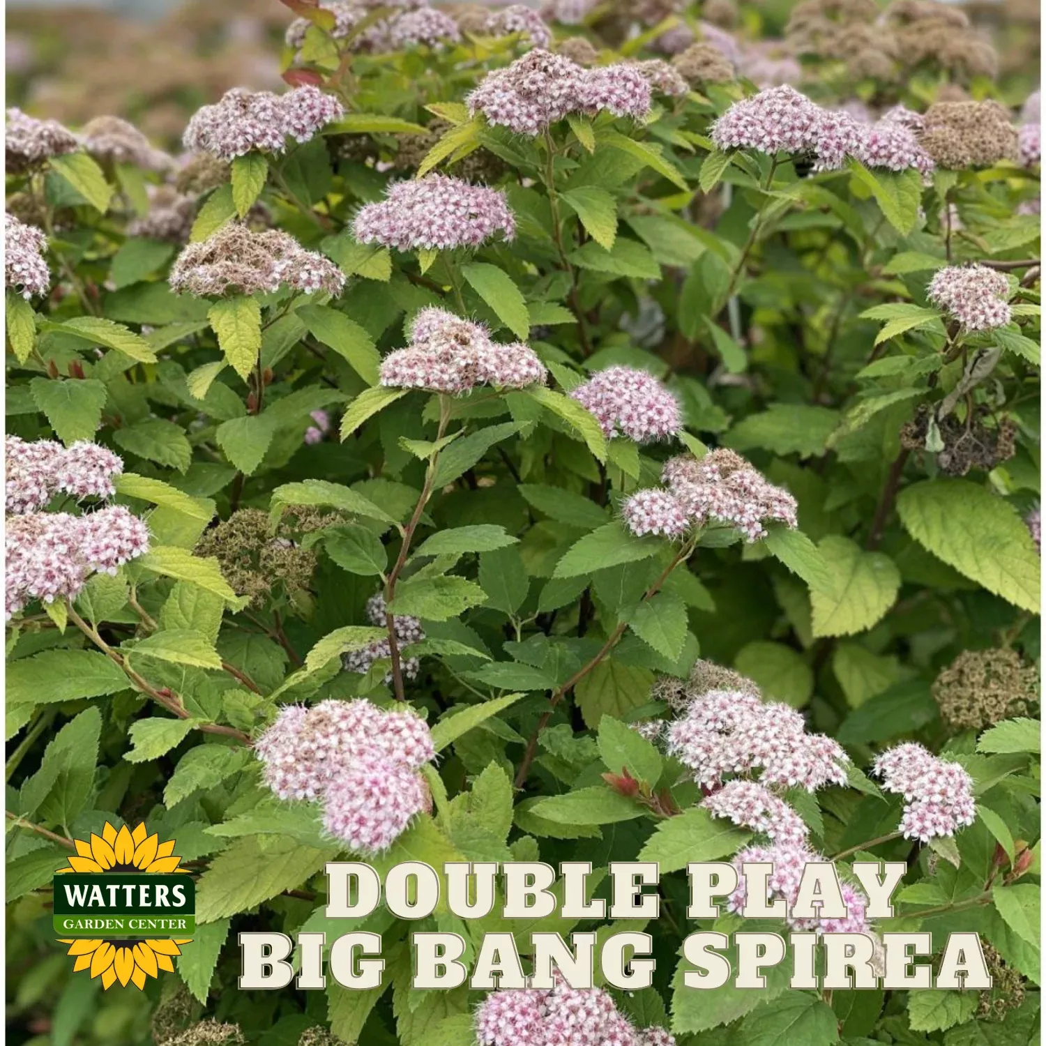 DOUBLE PLAY BIG BANG SPIRAEA 2gal