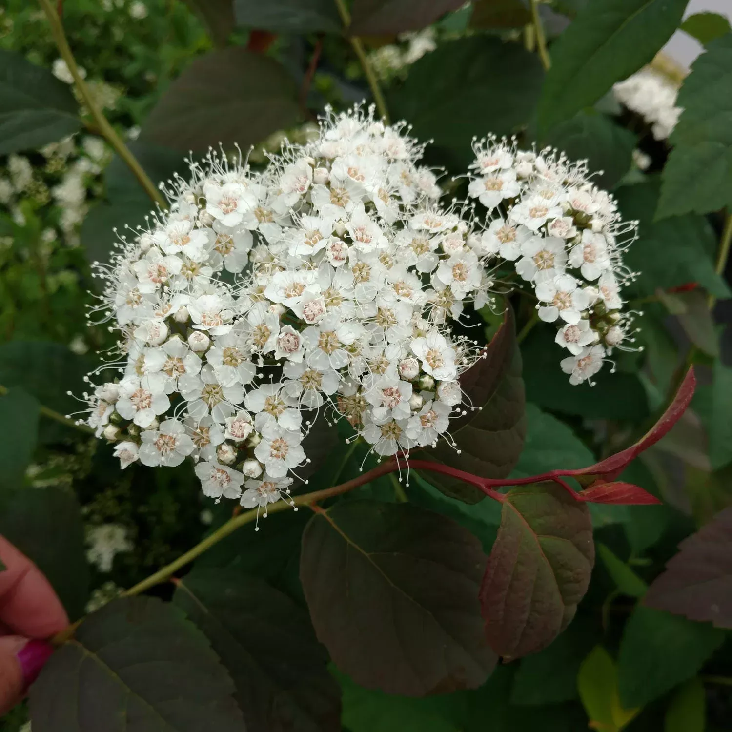 Double Play Blue Kazoo Spiraea