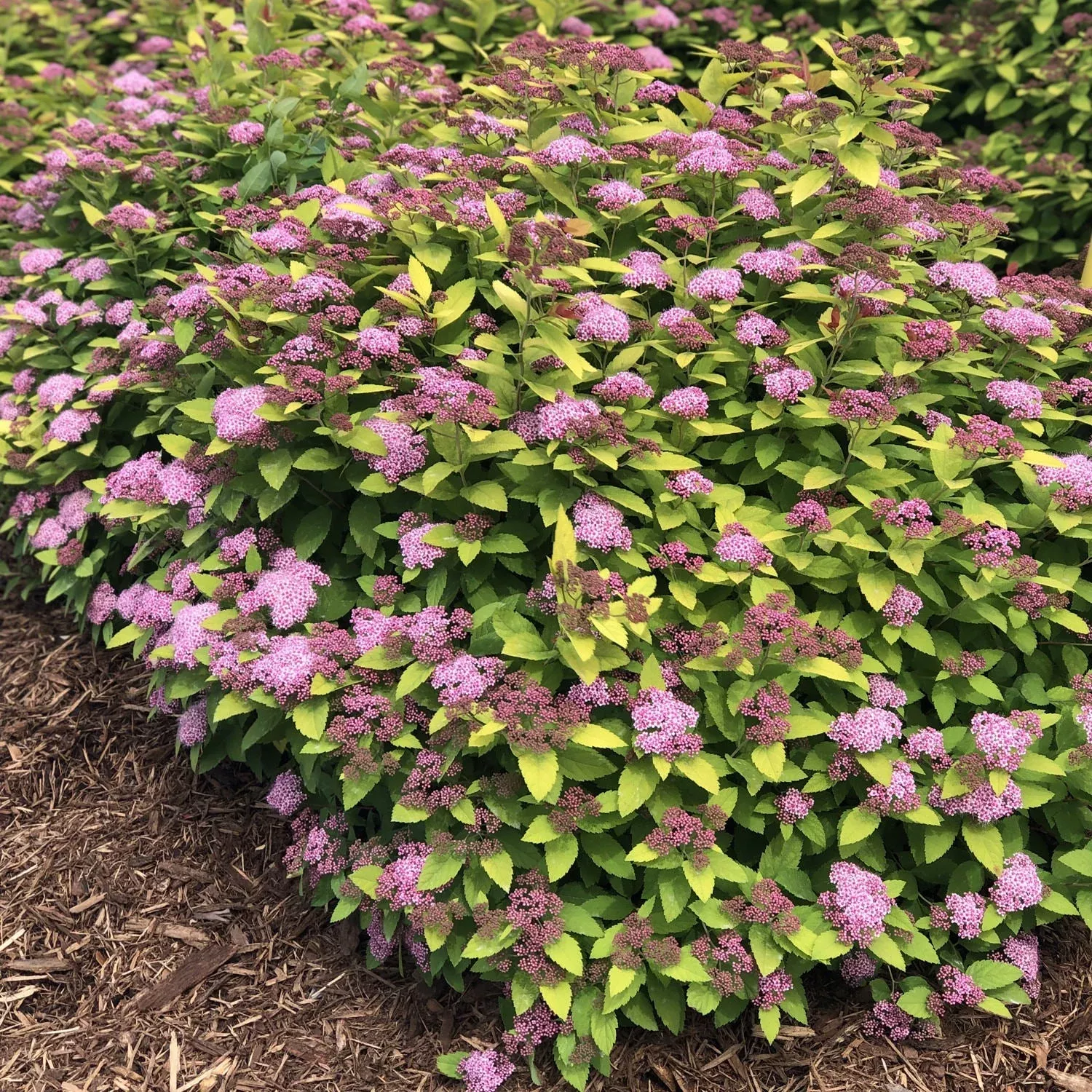 Double Play Gold Spiraea