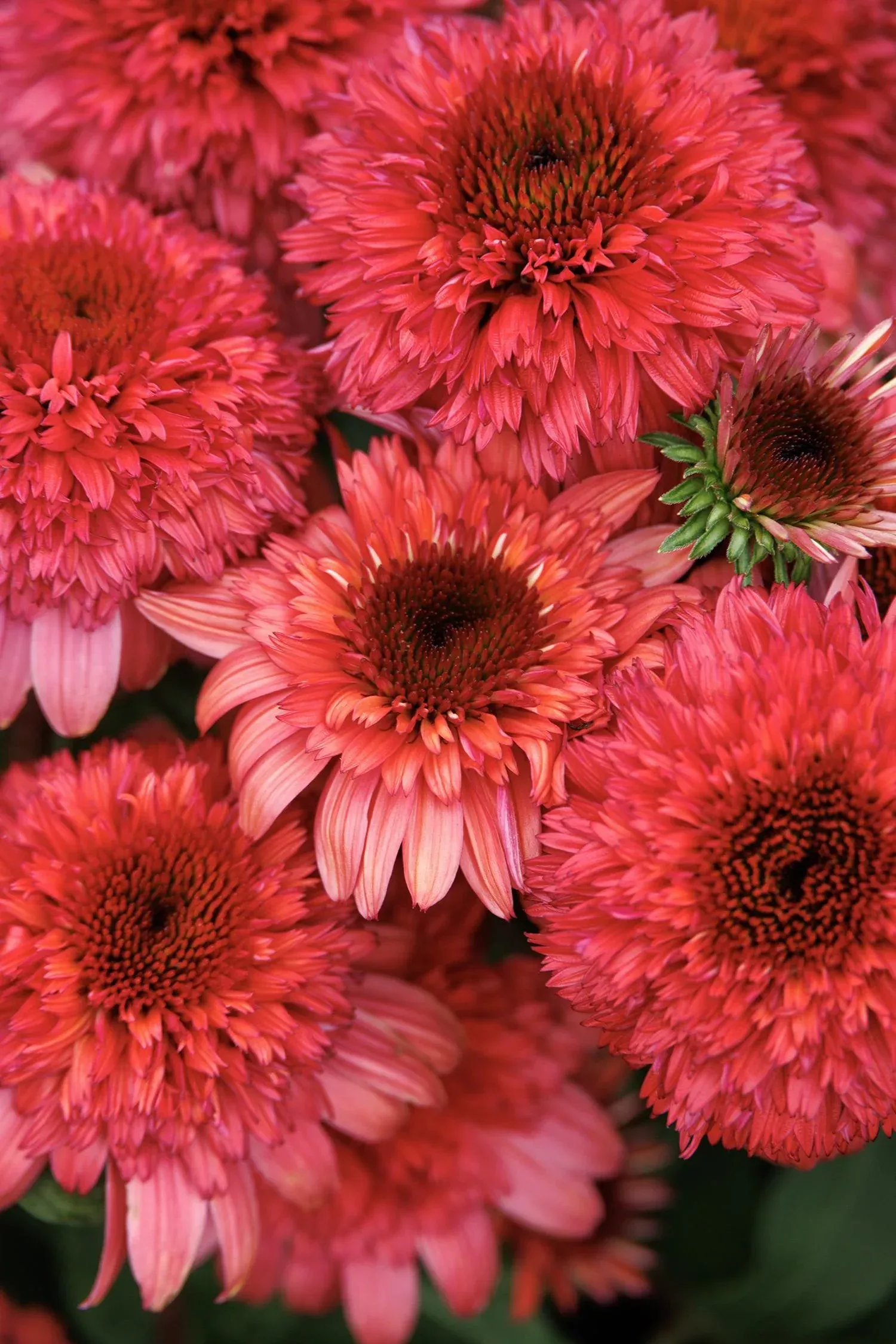 DOUBLE SCOOP RASPBERRY DELUXE ECHINACEA 1gal