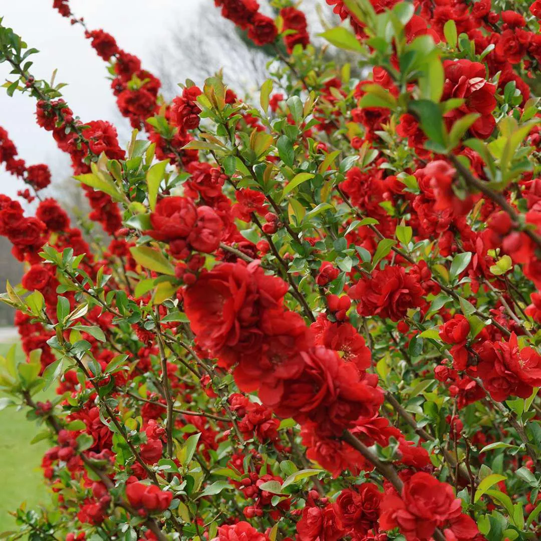 Double Take Scarlet Quince