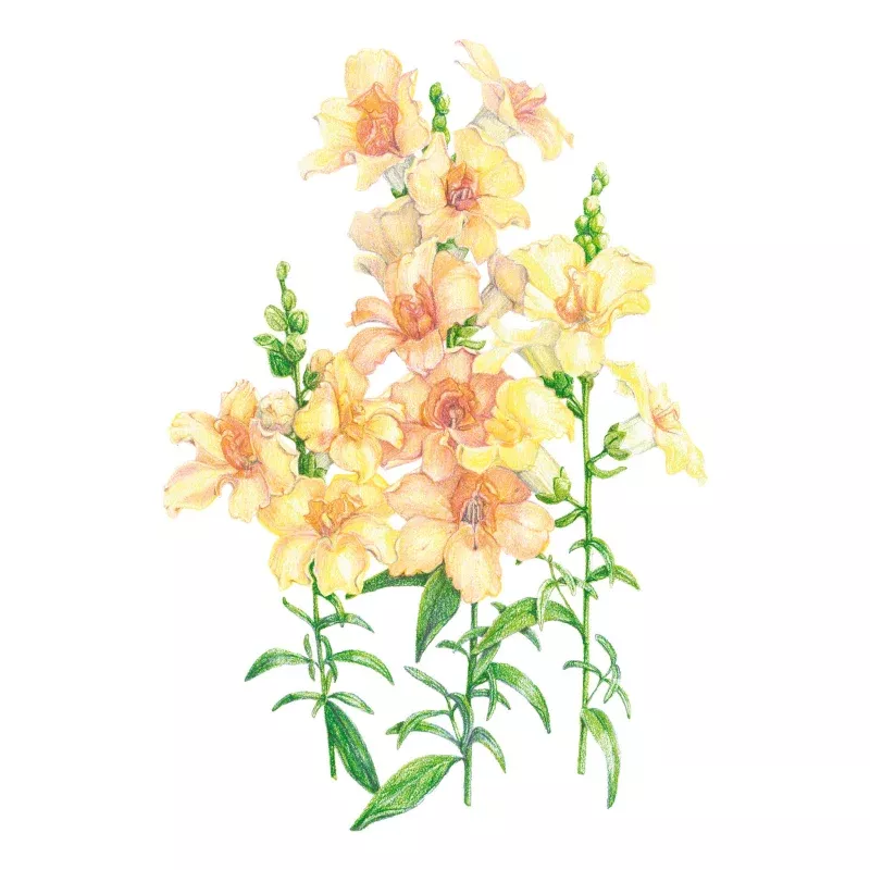 DoubleShot Peach Snapdragon Seeds