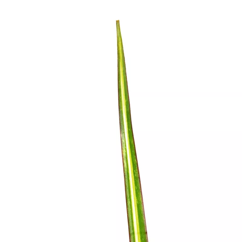 Dracaena, 4in, Kiwi