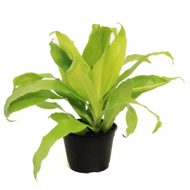 Dracaena, 6in, Limelight