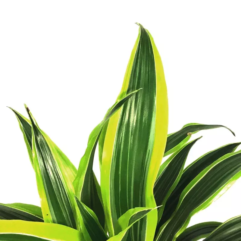 Dracaena, 8in, Lemon Lime