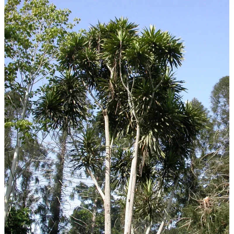 Dracaena arborea SEEDS