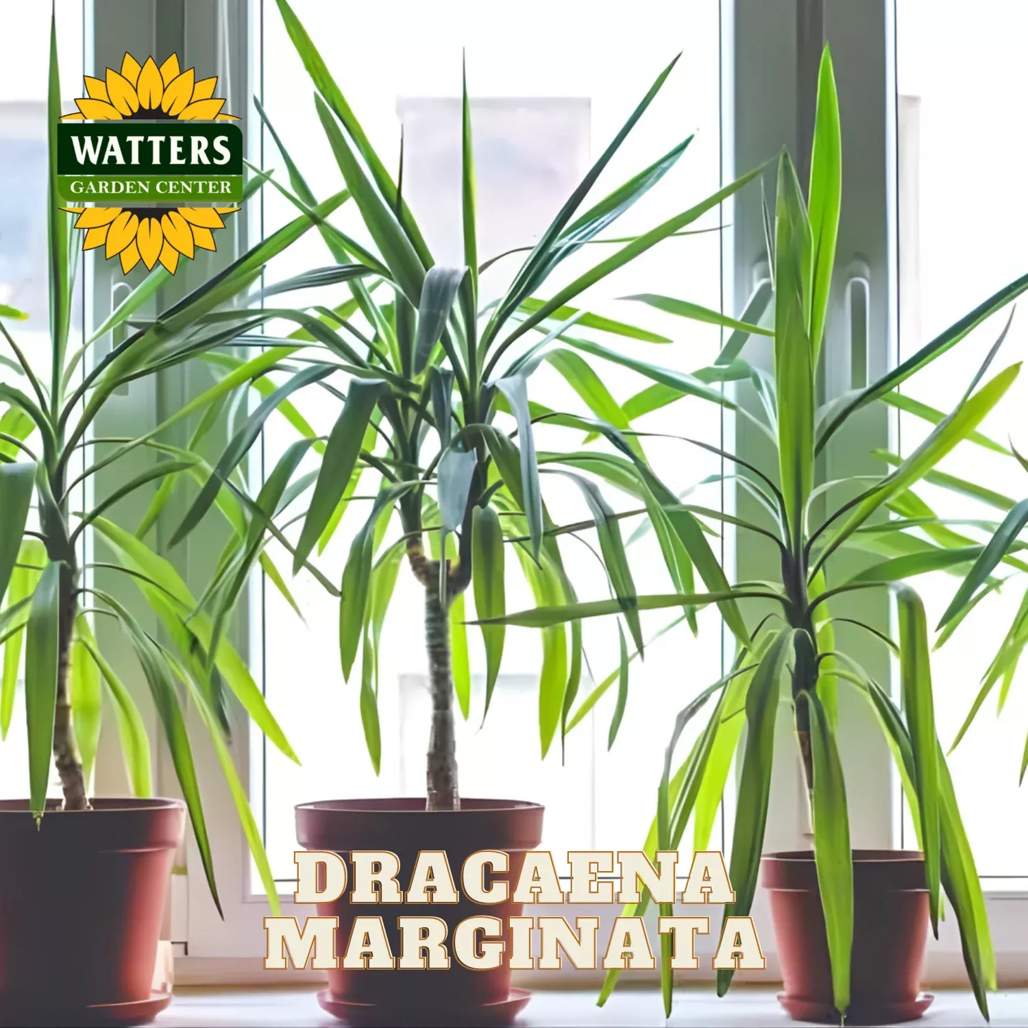 DRACAENA MARGINATA COLUMN 10in