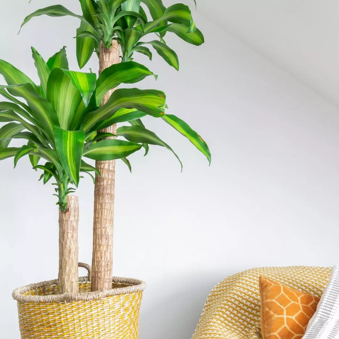 Dracaena Mass Cane