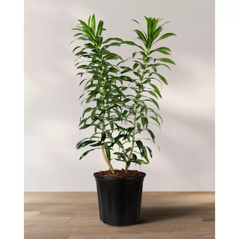 Dracaena Song of Jamaica, Dracaena Reflexa