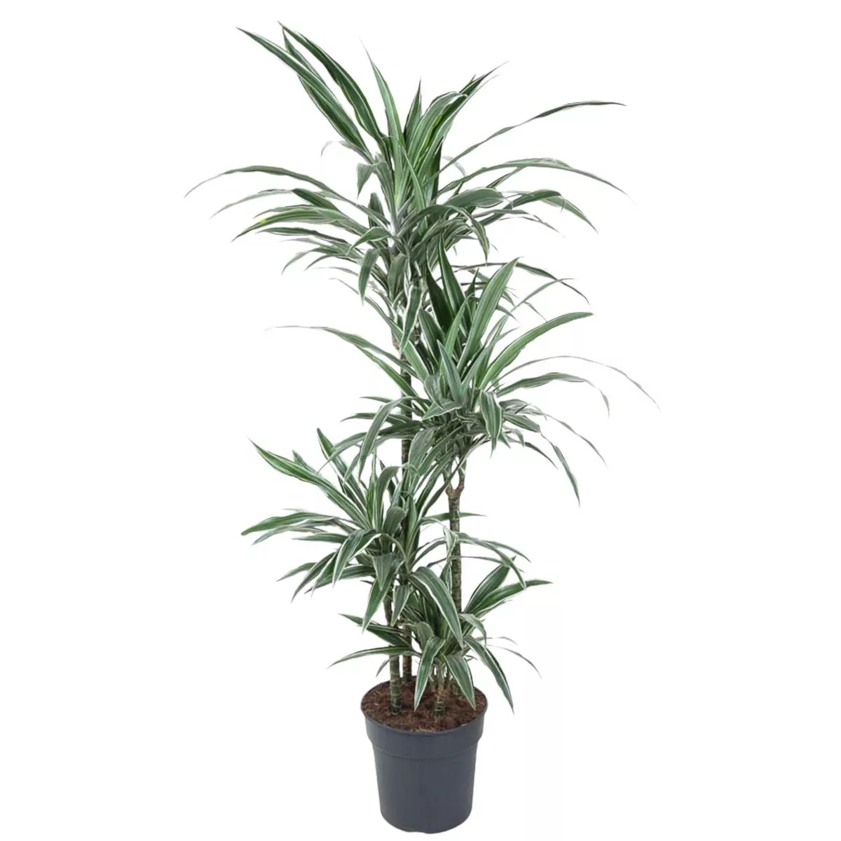 Dracaena Warneckei (Dragon Tree)150 cm
