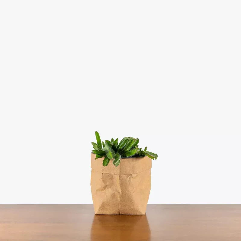 Dragon Fruit Cactus