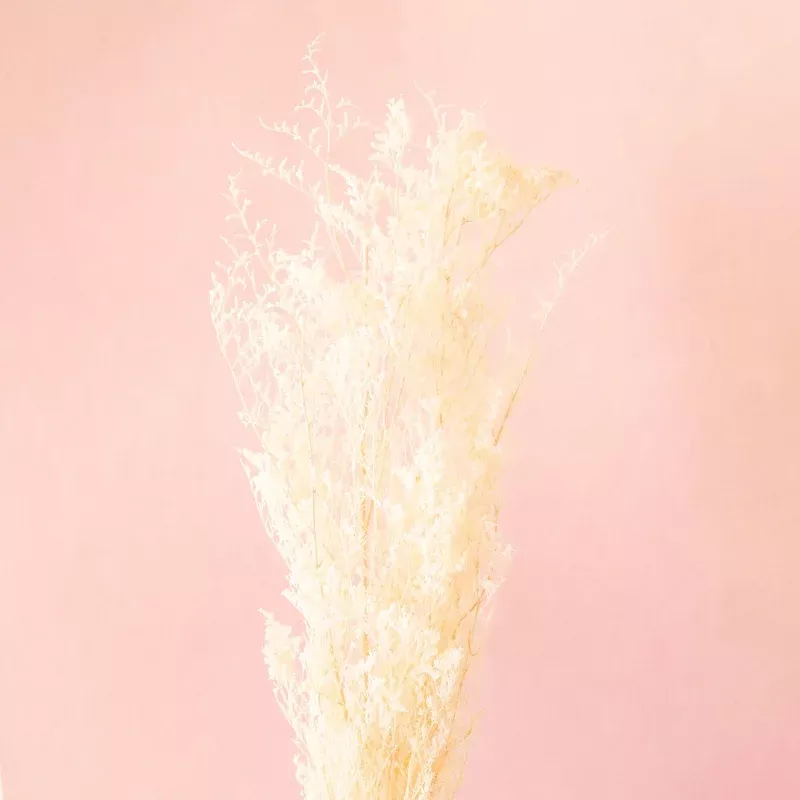 Dried Caspia | Off White