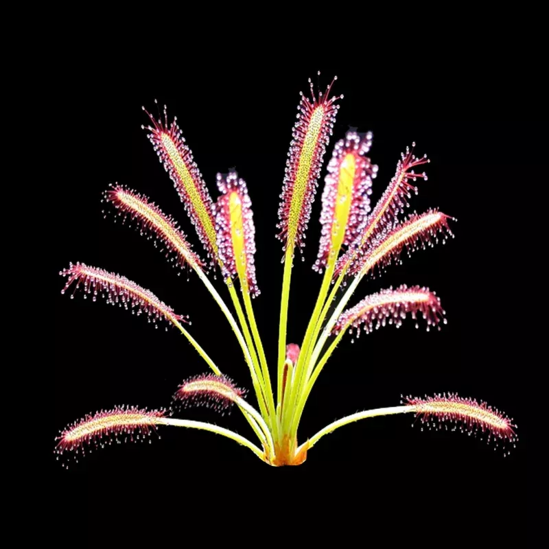 Drosera capensis
