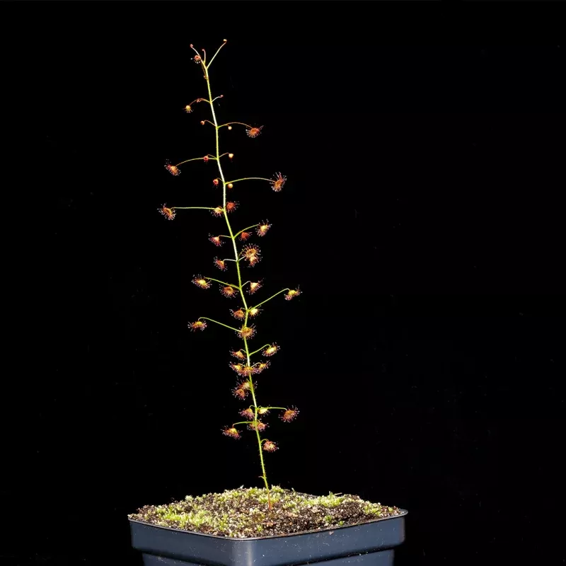 Drosera macrantha