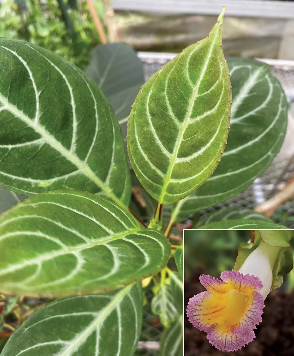 Drymonia (Drymonia chiribogana)