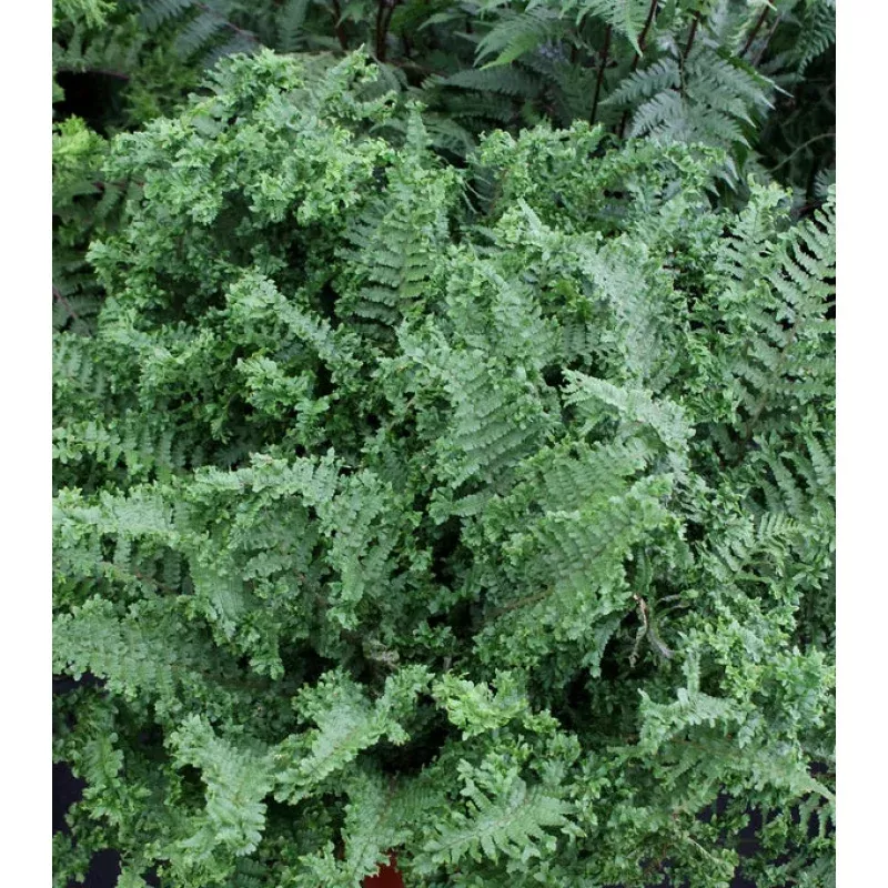 Dryopteris filix mas Parsley