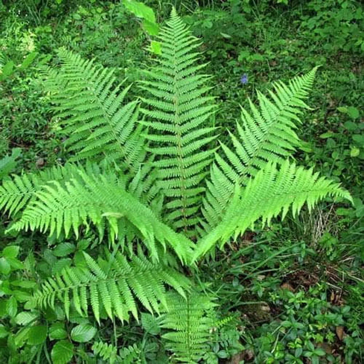 Dryopteris filix-mas
