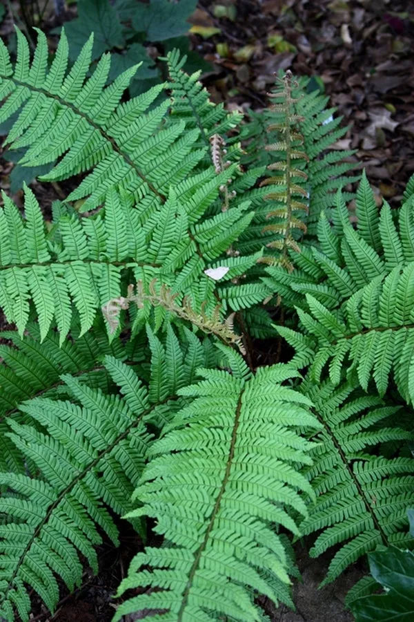 Dryopteris xanthomelas Sichuan