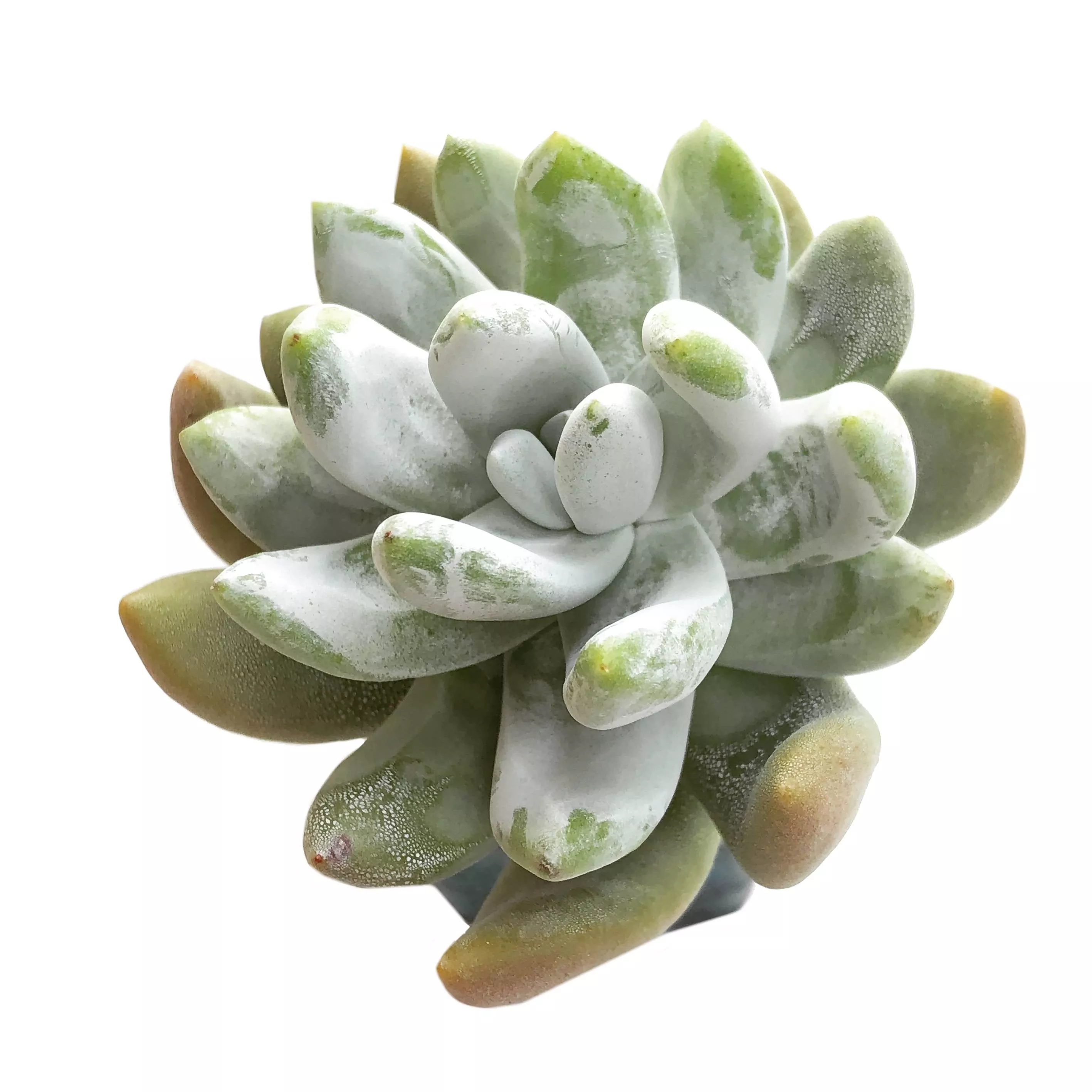 Dudleya x Pachyphytum (Please Read Description)