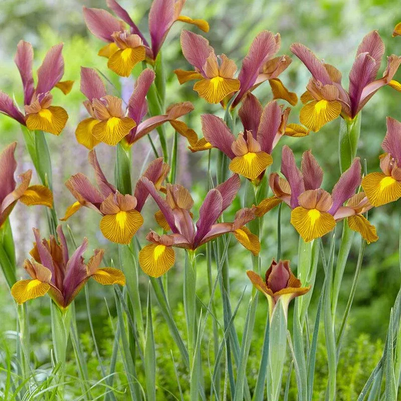 Dutch Iris Lion King (Pack of 12)