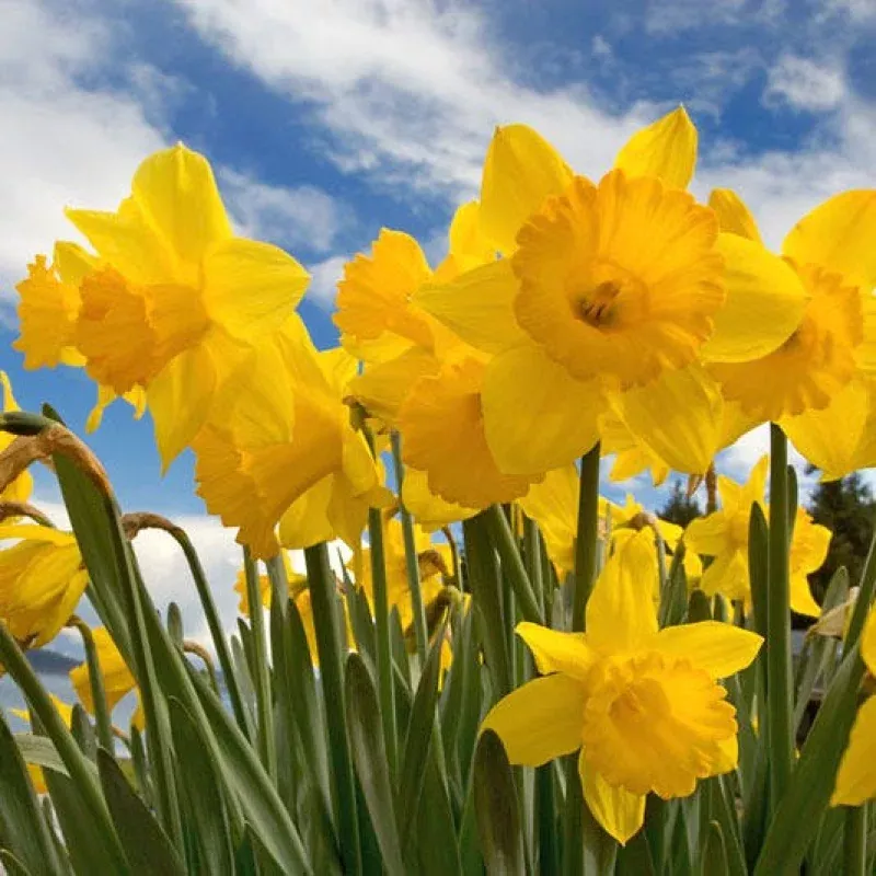 Dutch Master Trumpet Daffodil