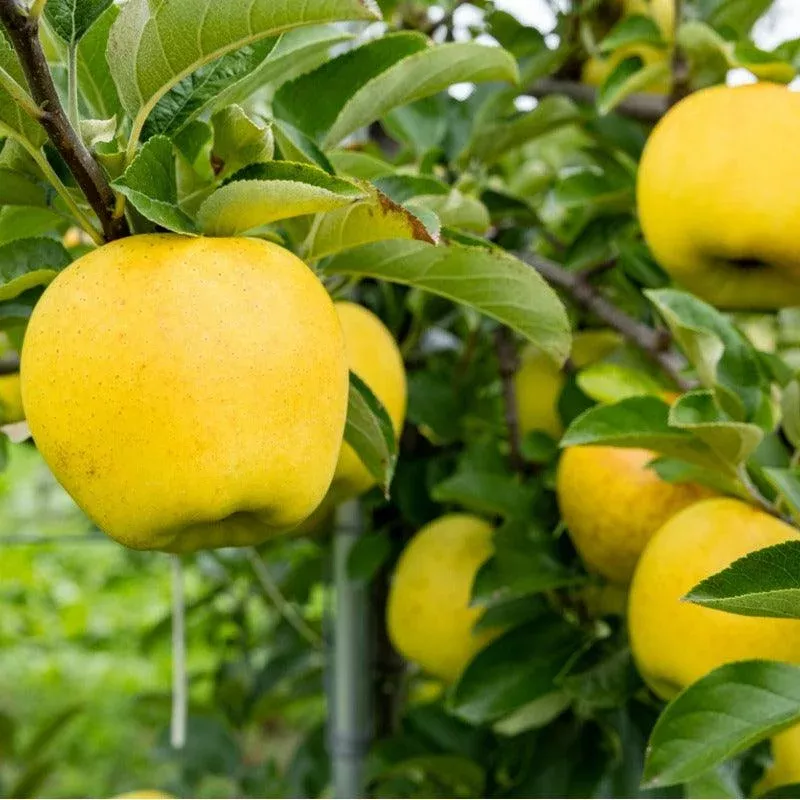 Dwarf Apple Golden Delicious Tree