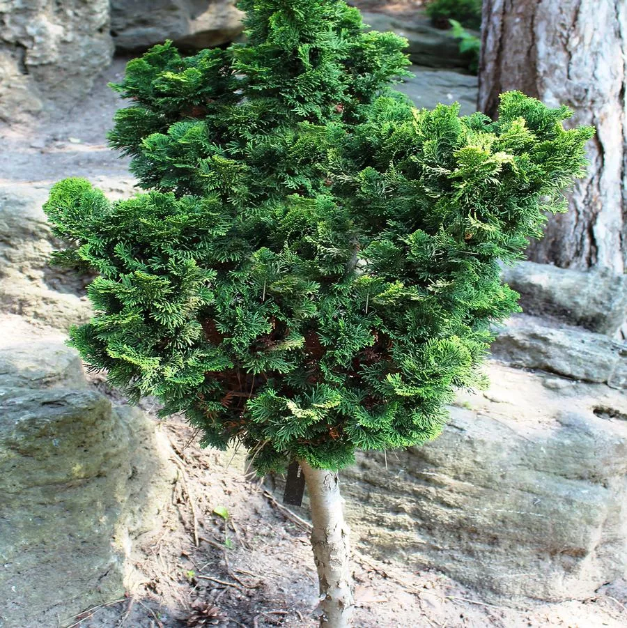Dwarf Gracilis Hinoki Cypress – Standard