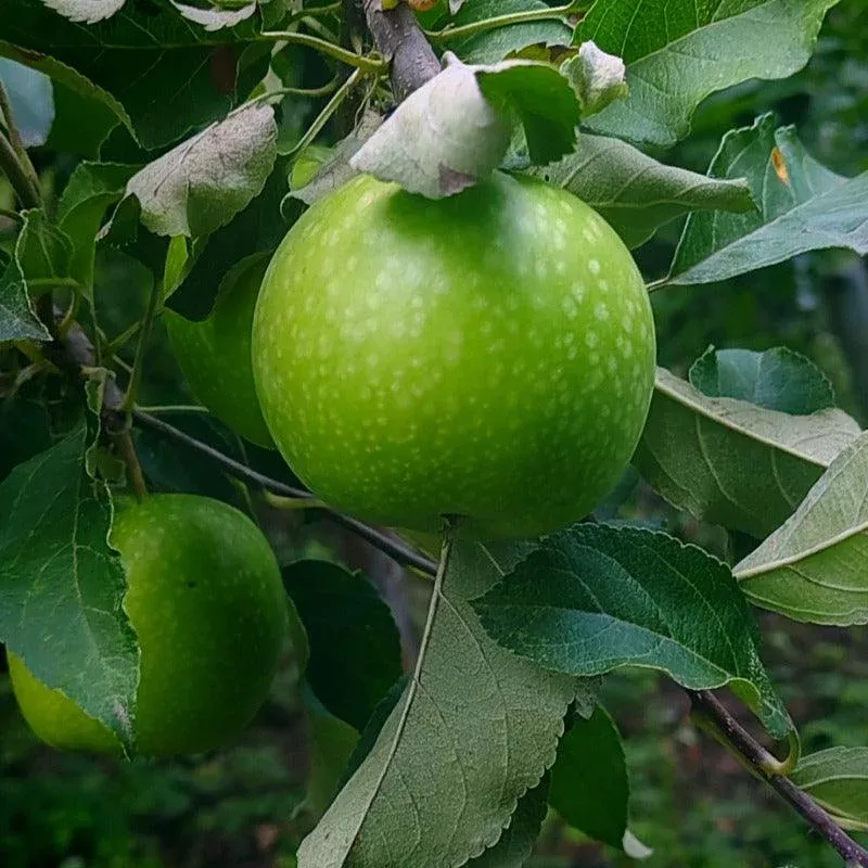 Dwarf Granny Smith Apple Tree