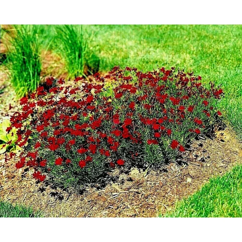 Dwarf Red Plains Coreopsis Seeds | Native Wildflower for Drought & Heat | Pollinator-Friendly (Coreopsis tinctoria)