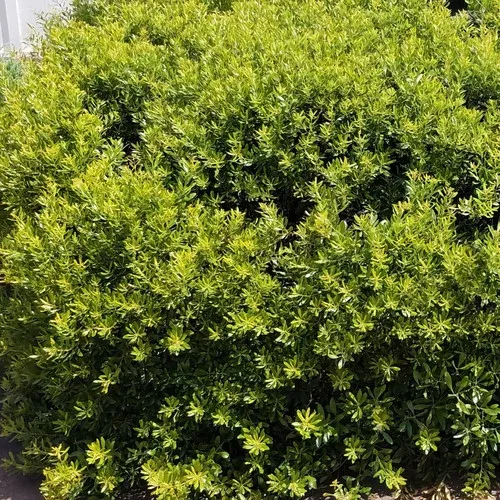 Dwarf Wax Myrtle