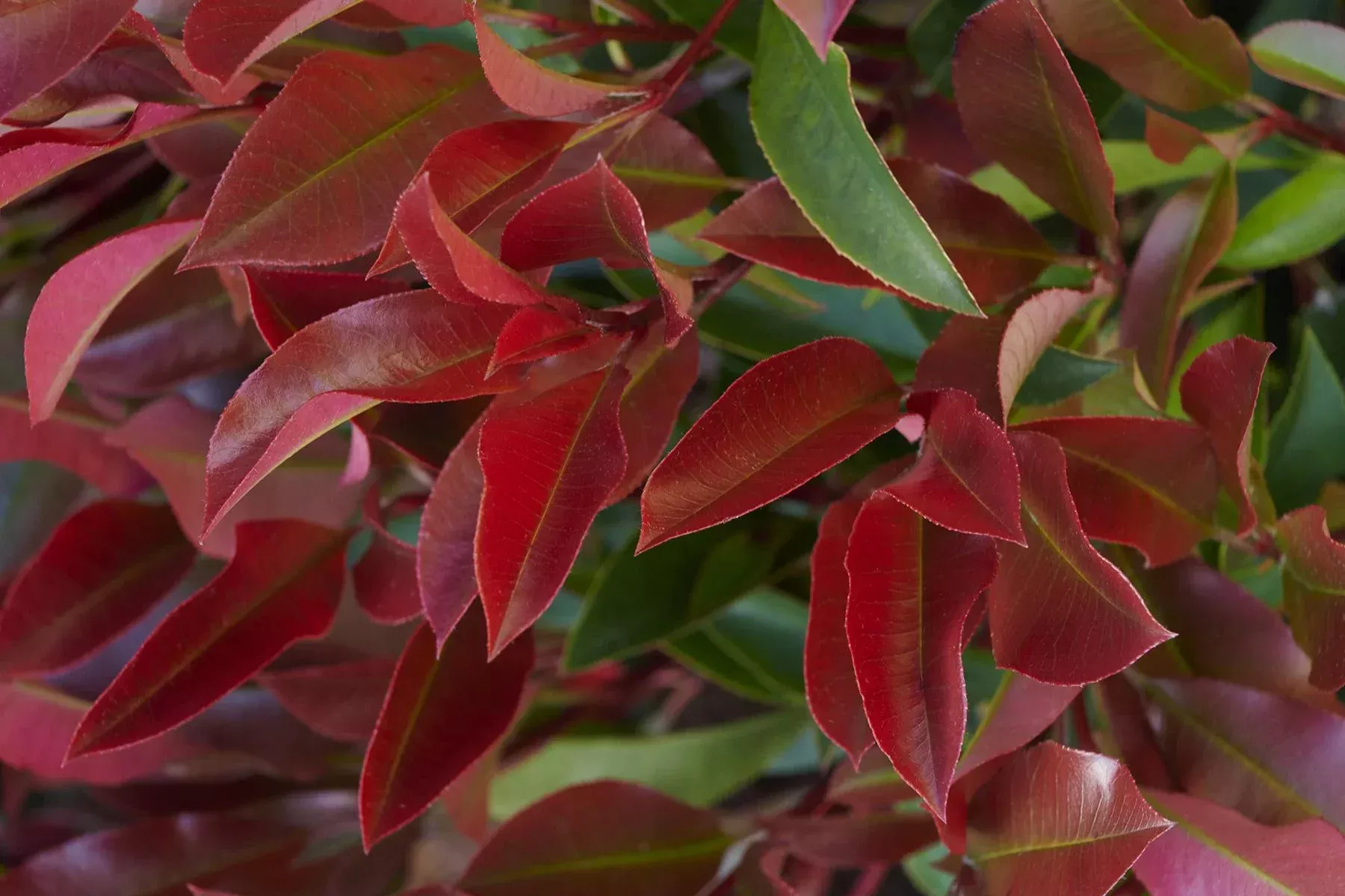 DYNAMO RED PHOTINIA 5gal