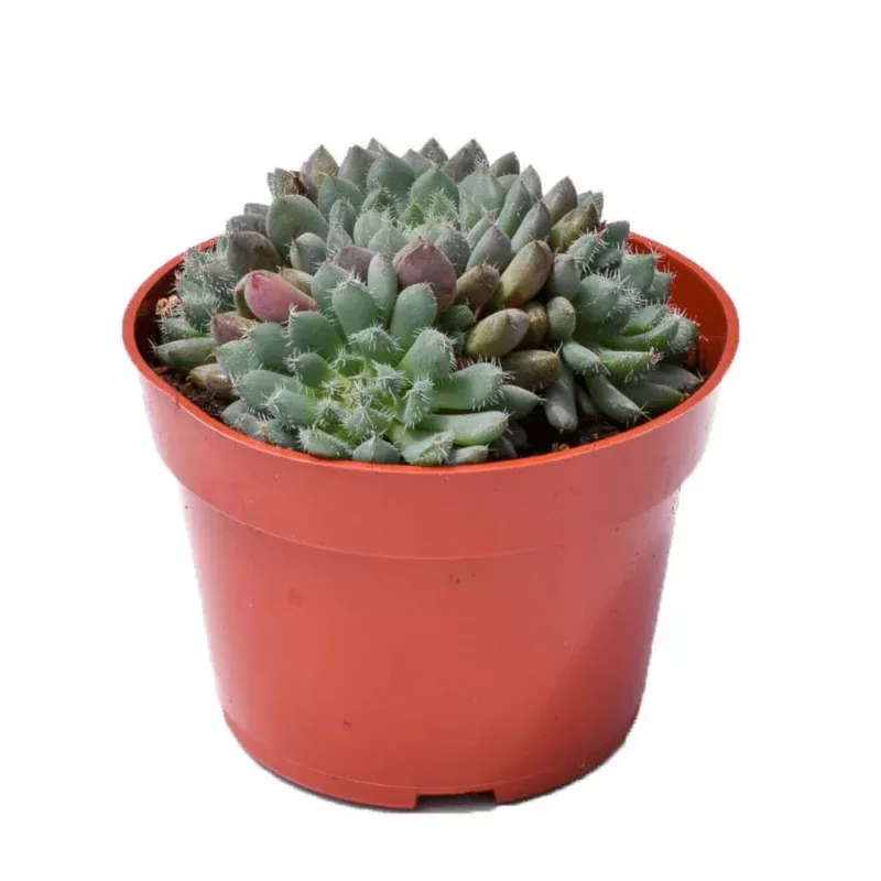E. Rundelli