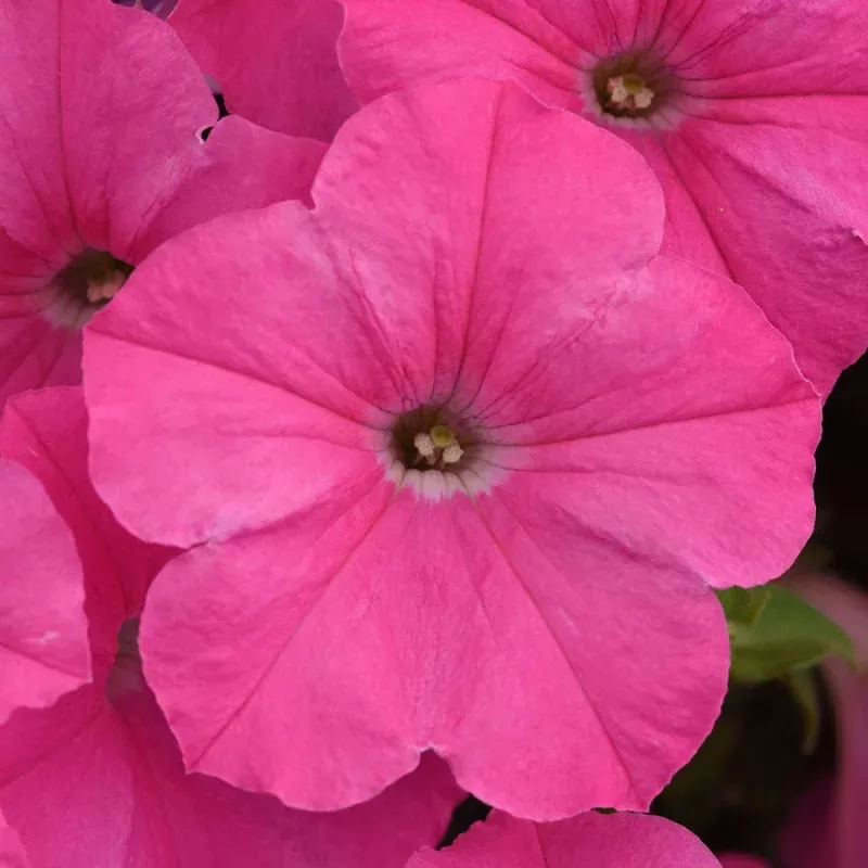 E3 Easy Wave Pink Cosmo Petunia Seeds