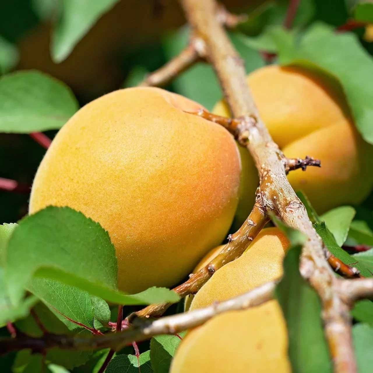‘Early Moorpark’ Apricot Tree