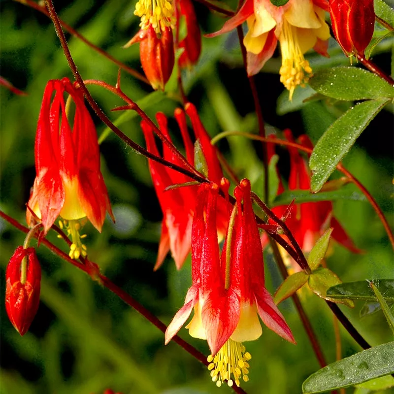 Eastern Red Columbine Seeds
