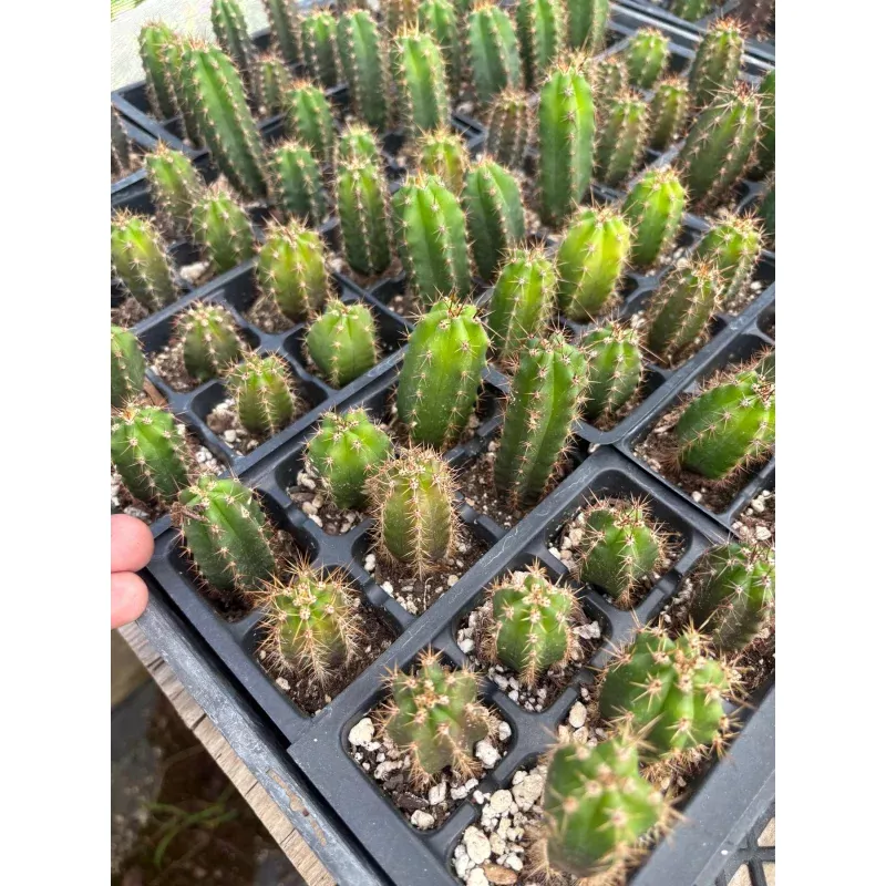 #EC01 EXACT Three Packs of Trichocereus Lost Label Cactus Seedlings 3-4″
