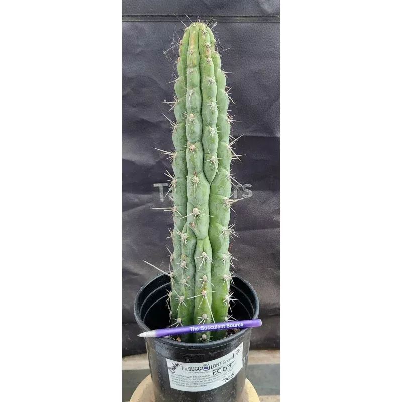 #EC07 EXACT Trichocereus Chalaensis Cactus 17″
