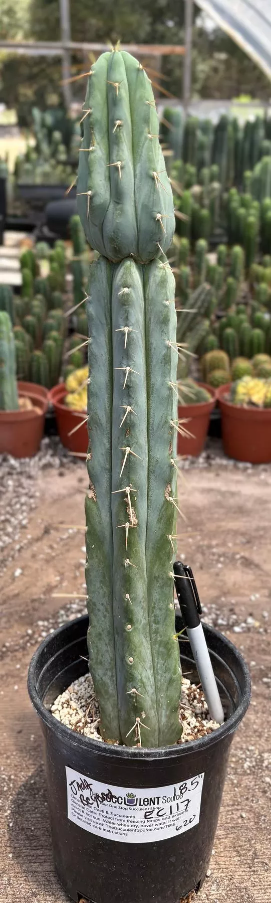 #EC117 EXACT Trichocereus Bridgesii JADA Cactus 18.5